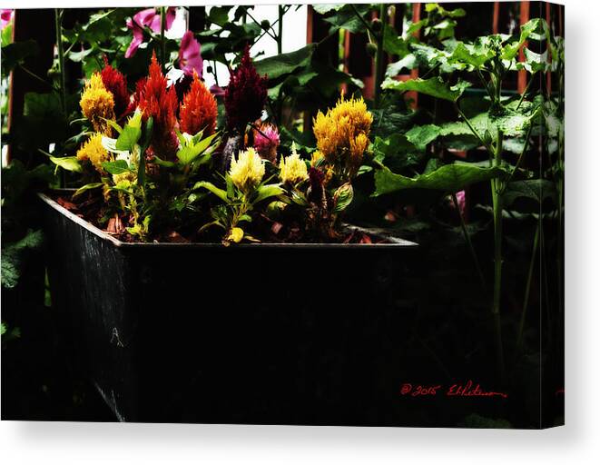 Flora Canvas Print featuring the photograph Planted Flames by Ed Peterson