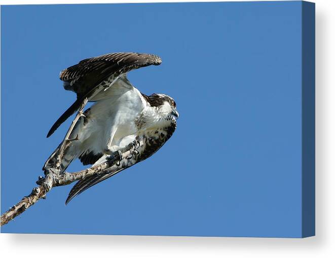 Osprey Canvas Print featuring the photograph Point Of Departure by Fraida Gutovich
