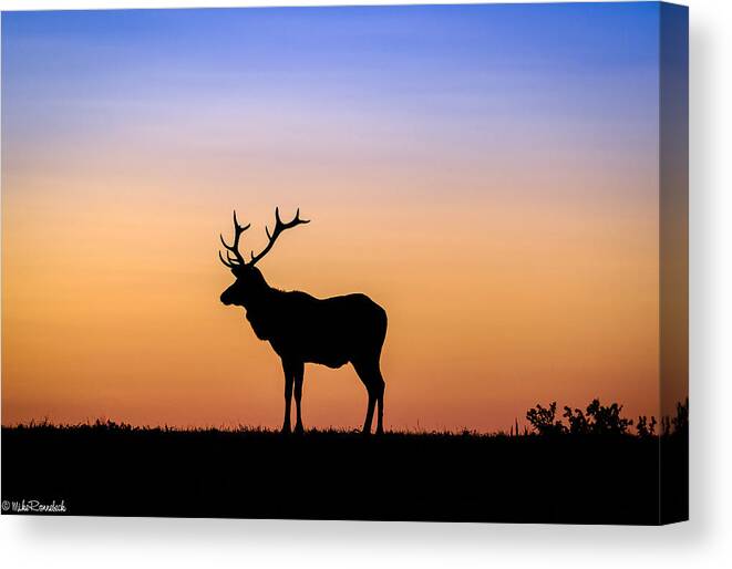 Elk Canvas Print featuring the photograph Point Reyes Elk by Mike Ronnebeck