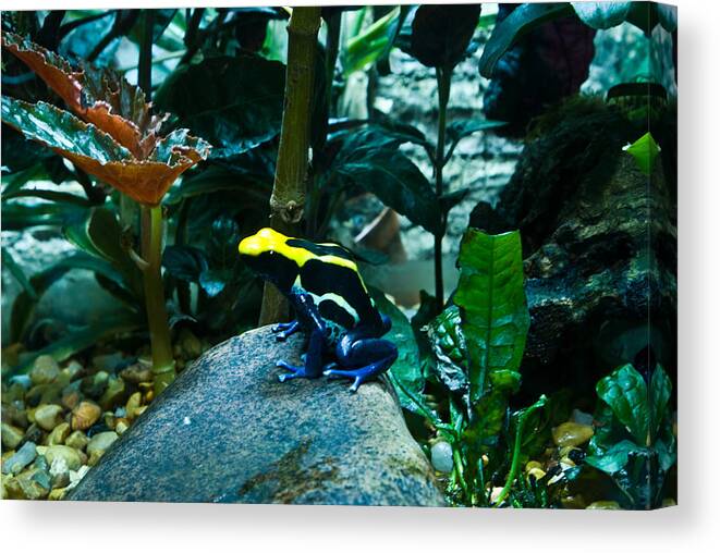 Poison Canvas Print featuring the photograph Poison Dart Frog Poised for Leap by Douglas Barnett