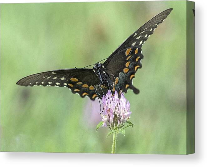 Butterfly Canvas Print featuring the photograph Pollinating #2 by Wade Aiken