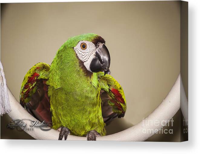 Photoshop Canvas Print featuring the photograph Pookie Severe Macaw by Melissa Messick