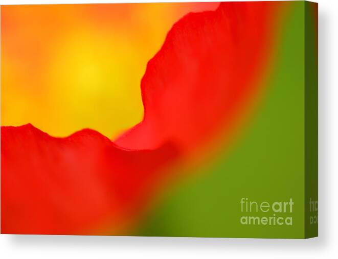 Poppy Canvas Print featuring the photograph Poppy by Silke Magino