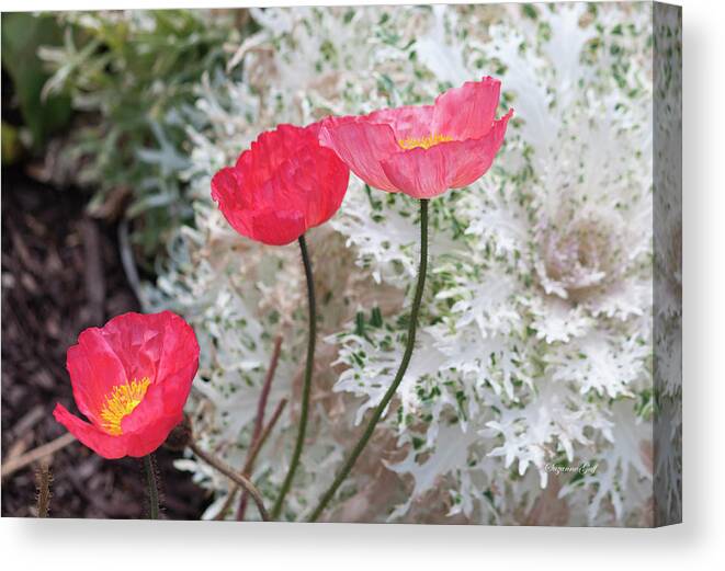 Photograph Canvas Print featuring the photograph Poppy Trio by Suzanne Gaff