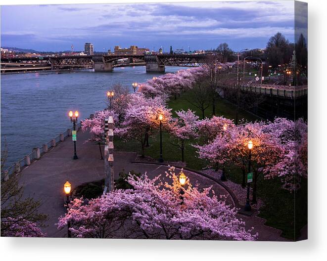 Trees Canvas Print featuring the photograph Portland Cherry Blossoms by Steven Clark
