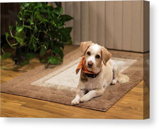 Dog Canvas Print featuring the photograph Portrait of a Dog by Ed Clark