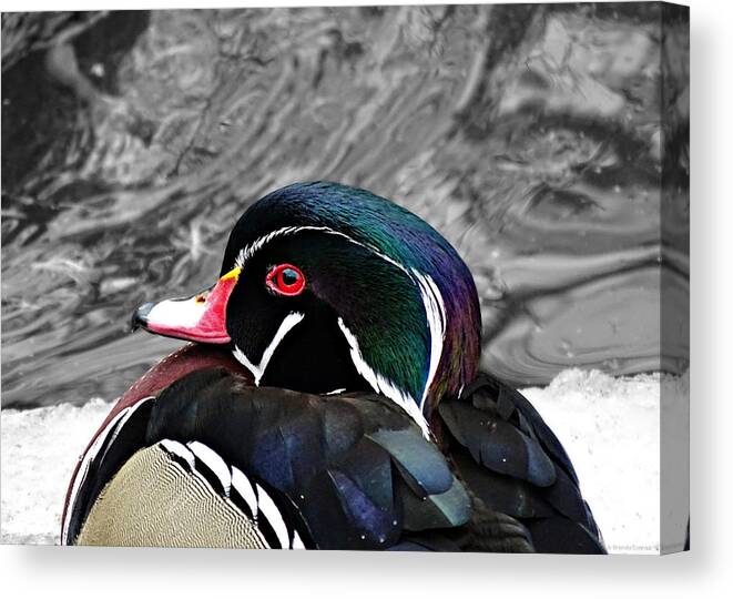 Portrait Of A Wood Duck Canvas Print featuring the photograph Portrait of a Wood Duck by Dark Whimsy