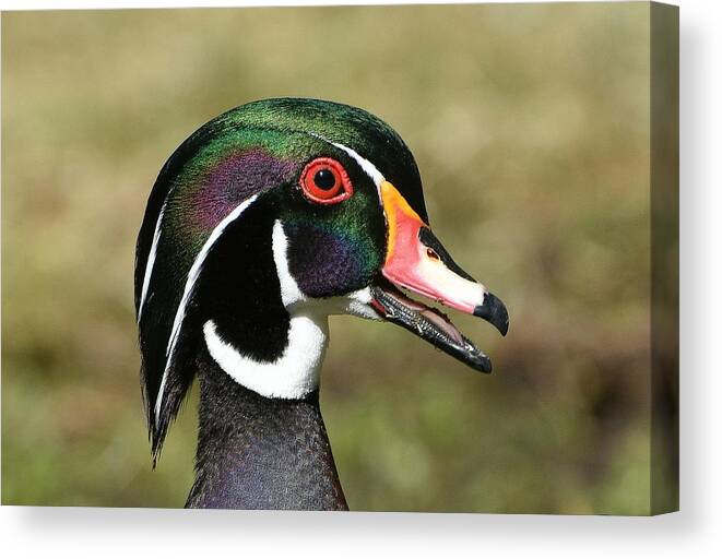 Wood Duck Canvas Print featuring the photograph Portrait Of A Wood Duck by Fraida Gutovich