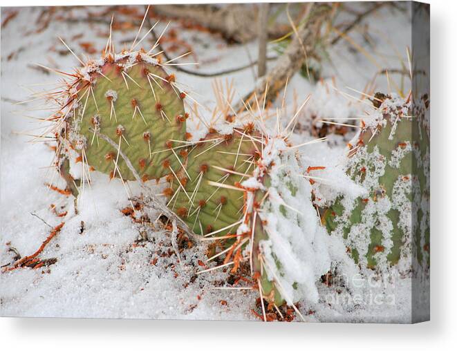 Fine Art Canvas Print featuring the photograph Prickley Pear Cactus by Donna Greene