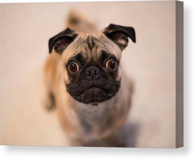 Pug Canvas Print featuring the photograph Pug Dog by Laura Fasulo