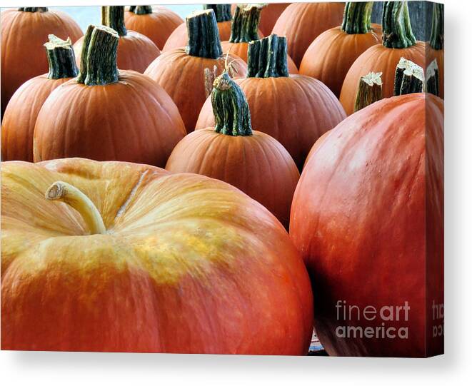 Pumpkins Canvas Print featuring the photograph Pumpkin Time by Janice Drew