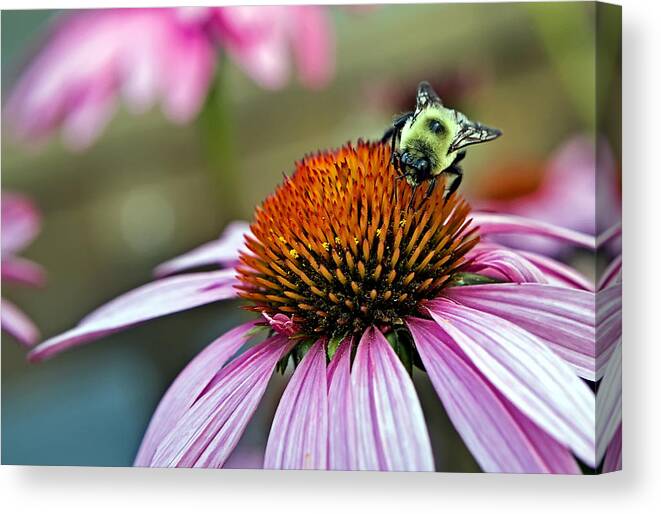 Macro Canvas Print featuring the photograph Purple Cone Flower and Bee by Al Mueller