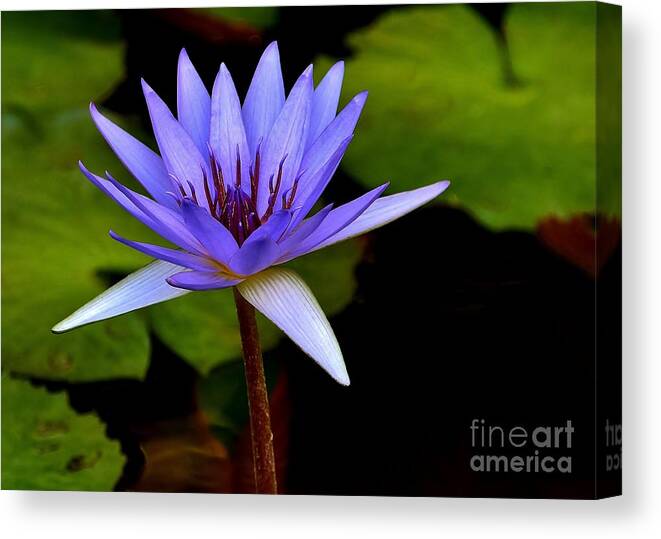 Purple Enchantment Canvas Print featuring the photograph Purple Enchantment 6 by Lisa Renee Ludlum
