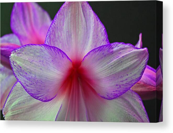 Flower Canvas Print featuring the photograph Purple Haze by Donna Shahan