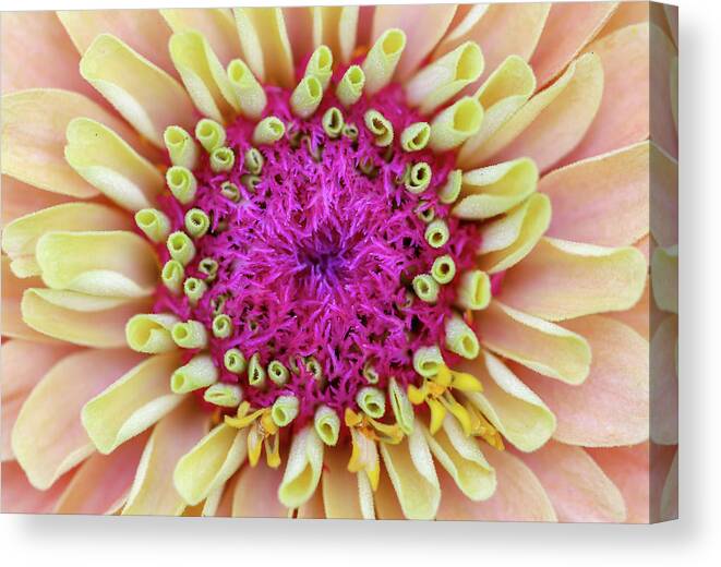 Macro Canvas Print featuring the photograph Purple Intervening by Mary Anne Delgado