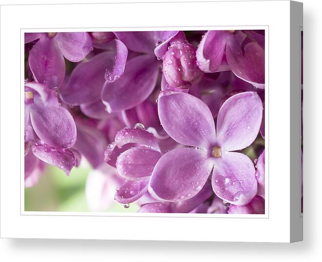 Lilac Canvas Print featuring the photograph Purple Lilac Greeting Card by Mariola Szeliga