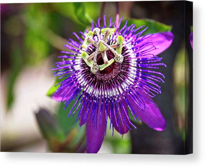 Purple Canvas Print featuring the photograph Purple Passion Flower by Carolyn Marshall