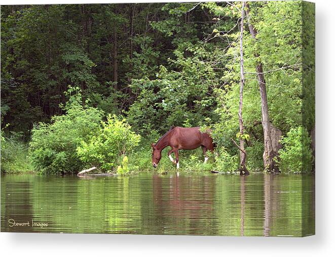 Outdoors Canvas Print featuring the photograph Quench of Thirst by William Stewart
