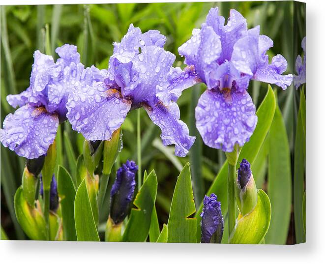 Pink Canvas Print featuring the photograph Raindrops on Iris's by Allan Levin