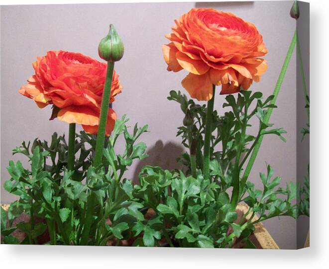 Ranauculous Canvas Print featuring the photograph Ranauculous Pair by Elise Boam