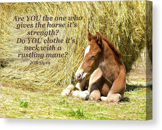 Rapid The Eight Hour Old Foal Canvas Print featuring the photograph Rapid The Eight Hour Old Foal And Scripture by Sandi OReilly