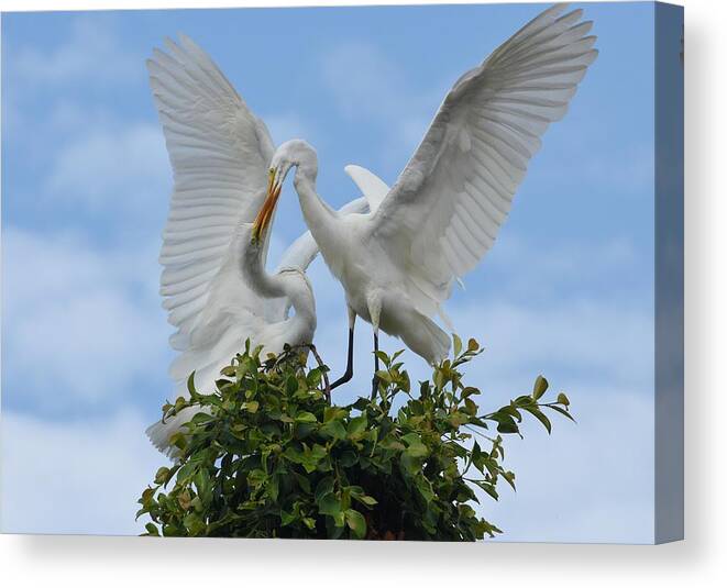 Great Egrets Canvas Print featuring the photograph Ravenous by Fraida Gutovich