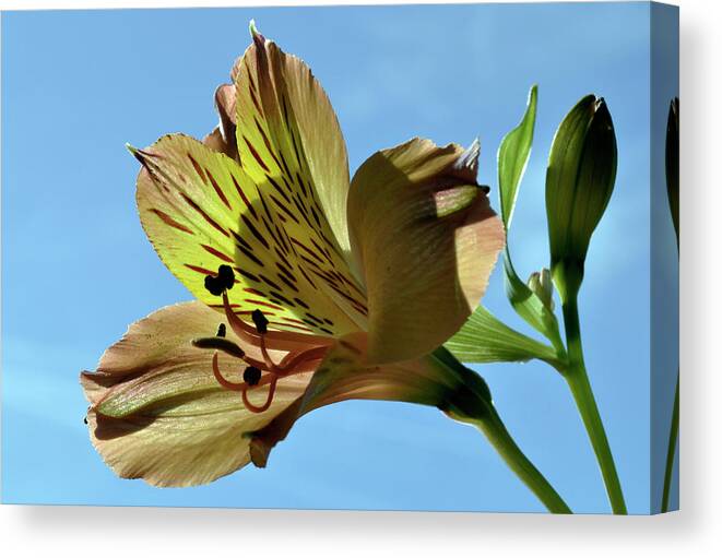 Peruvian Lily Canvas Print featuring the photograph Reach To The Sky. by Terence Davis