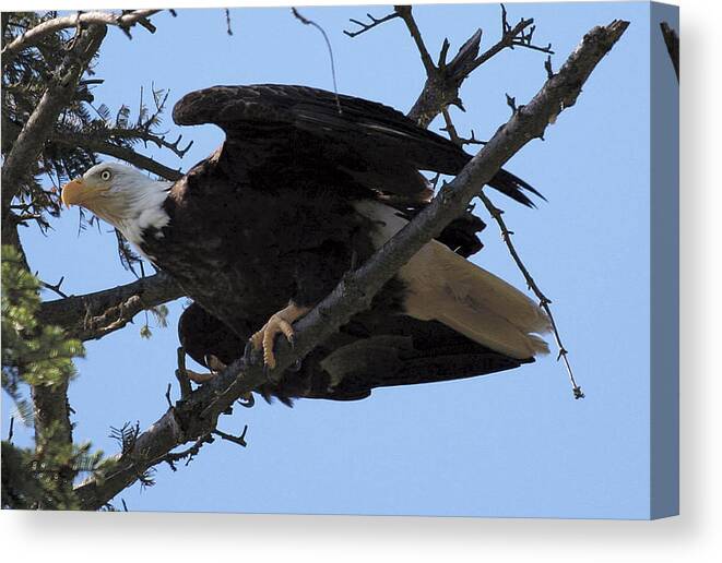 Eagle Canvas Print featuring the photograph Ready for Take-off NW3068A by Mary Gaines