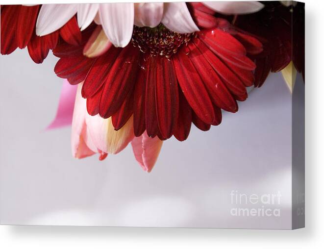 Flowers Canvas Print featuring the photograph Red and pink gerberas and tulips by Cindy Garber Iverson