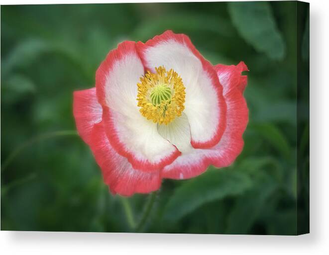 Poppy Canvas Print featuring the photograph Red And White Makes It Bright. by Usha Peddamatham