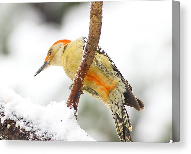 Red-bellied Woodpecker Canvas Print featuring the photograph Red-bellied Woodpecker With Snow by Daniel Reed