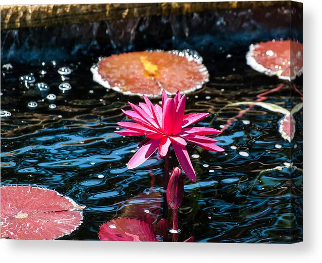 Red Canvas Print featuring the photograph Red Blossom Water Lily by Tom Potter
