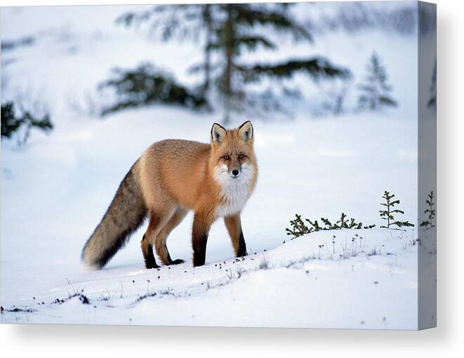 Mp Canvas Print featuring the photograph Red Fox Vulpes Vulpes Portrait by Konrad Wothe