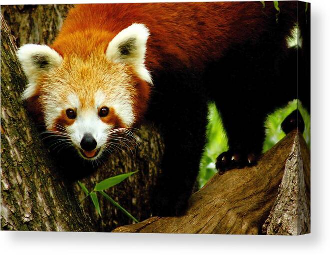 Panda Canvas Print featuring the photograph Red Panda by Trudi Simmonds