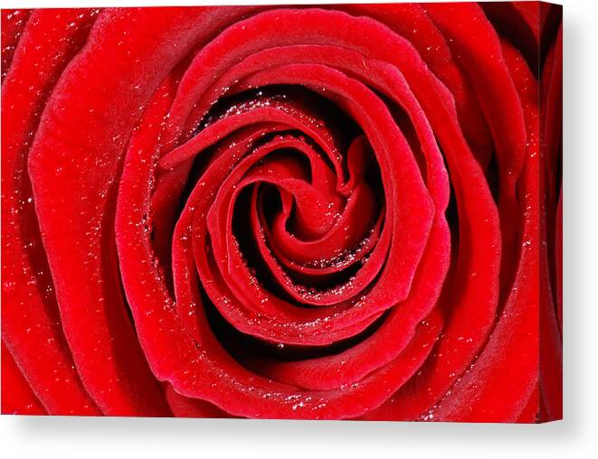 Affection Canvas Print featuring the photograph Red rose by Jaroslaw Grudzinski