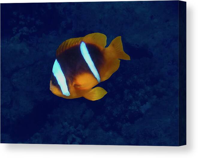 Sea Canvas Print featuring the photograph Red Sea Anemonefish On Blue by Johanna Hurmerinta