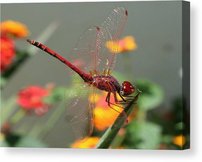 Red Canvas Print featuring the photograph Red Skimmer or Firecracker Dragonfly With Lantana Background by Taiche Acrylic Art
