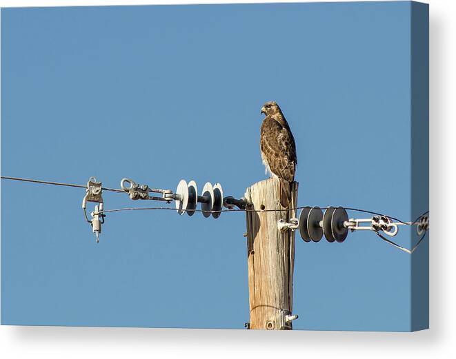 Hawk Canvas Print featuring the photograph Red Tailed Hawk by Rick Mosher