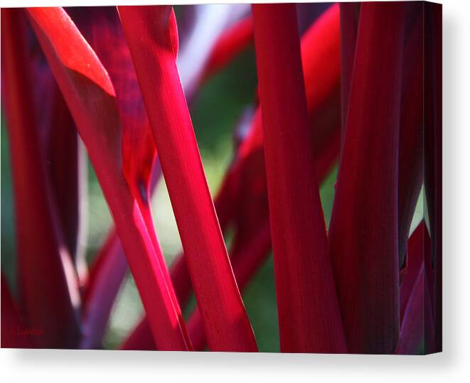 Ti Canvas Print featuring the photograph Red Ti by Kerri Ligatich