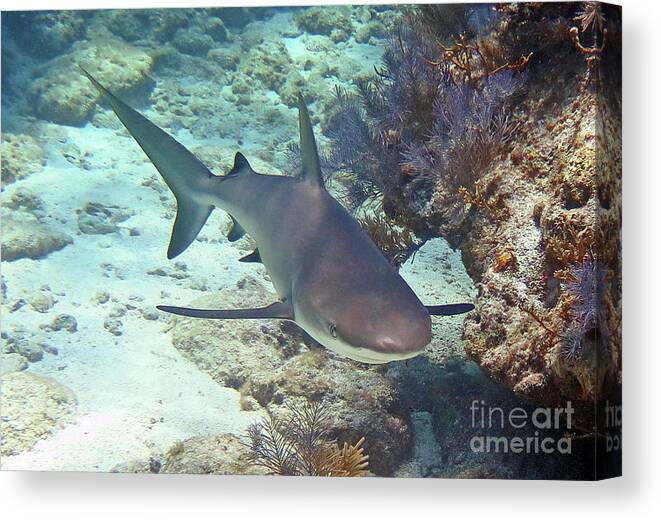 Underwater Canvas Print featuring the photograph Reef Shark 2 by Daryl Duda