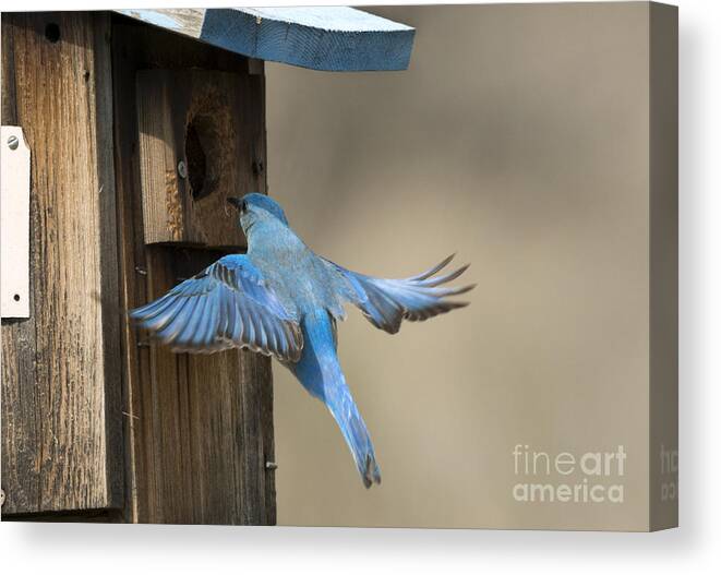 Bluebird Canvas Print featuring the photograph Returning Home by Michael Dawson