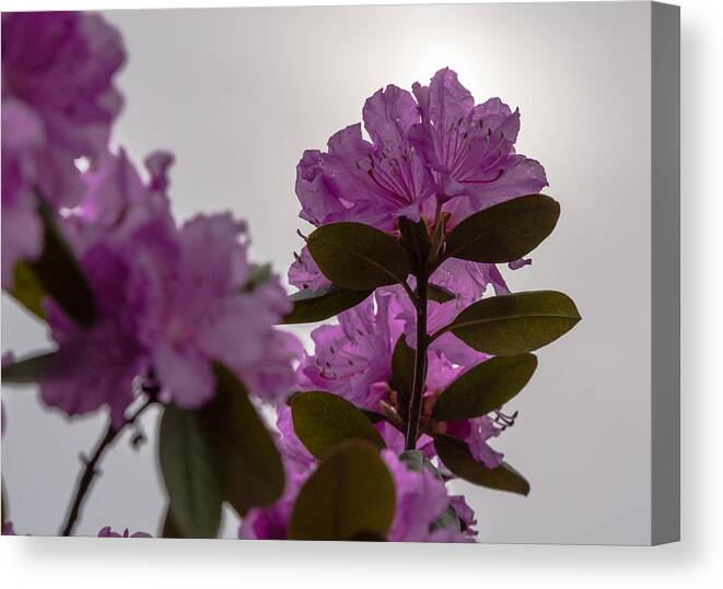 Rhododendron Canvas Print featuring the photograph Rhododendron Backlit by the Sun by Holden The Moment