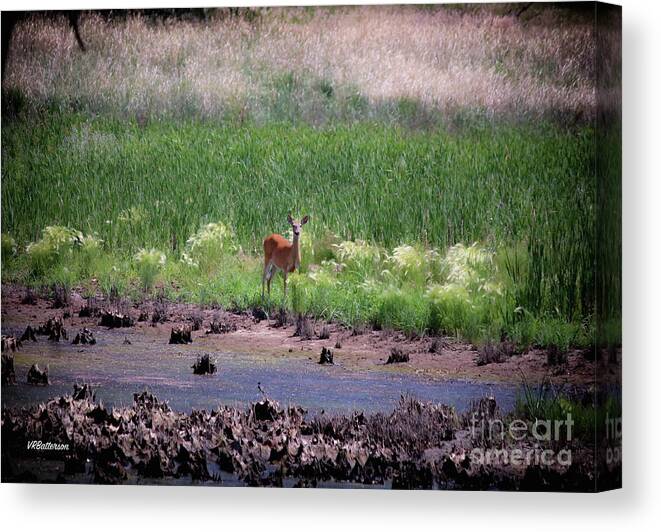 Deer Canvas Print featuring the photograph Rocky Mountain Arsenal National Wildlife Refuge by Veronica Batterson