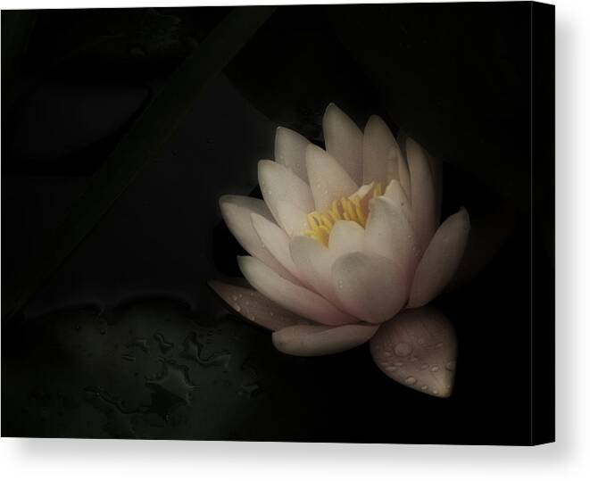 Water Lily Canvas Print featuring the photograph Romantic water Lily by Richard Cummings