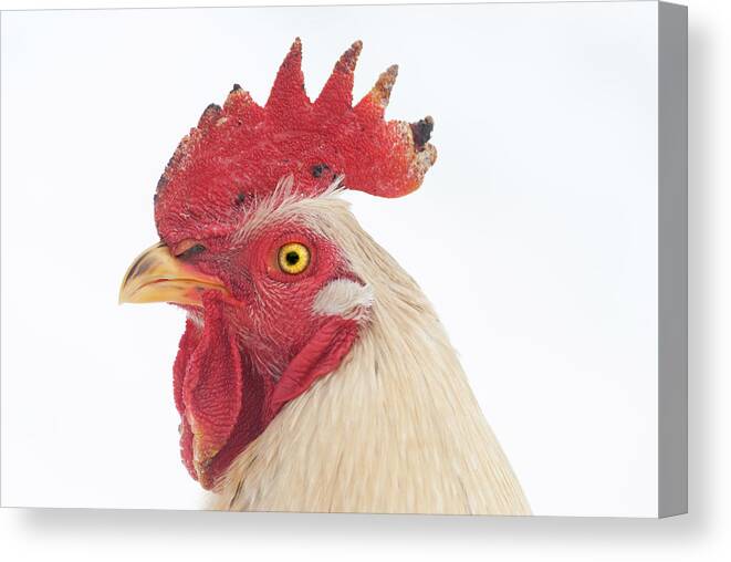 Chicken Canvas Print featuring the photograph Rooster Named Spot by Troy Stapek