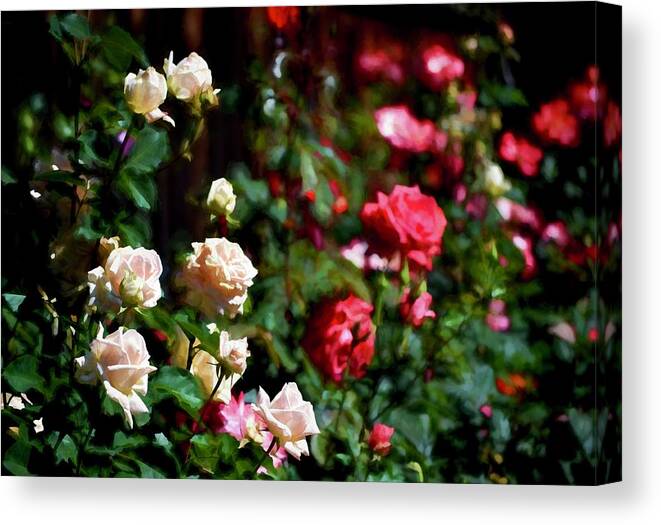 Floral Canvas Print featuring the photograph Rose 376 by Pamela Cooper