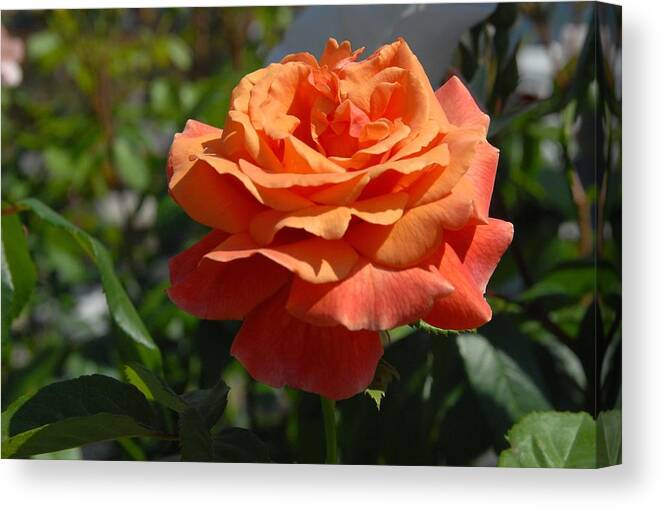 Rose Canvas Print featuring the photograph Flowers 711 by Joyce StJames