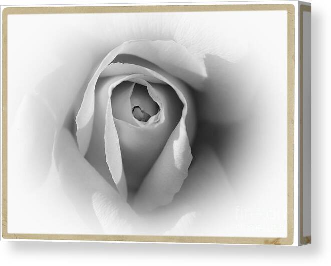 Rose Canvas Print featuring the photograph Rose - High Key by Stefano Senise