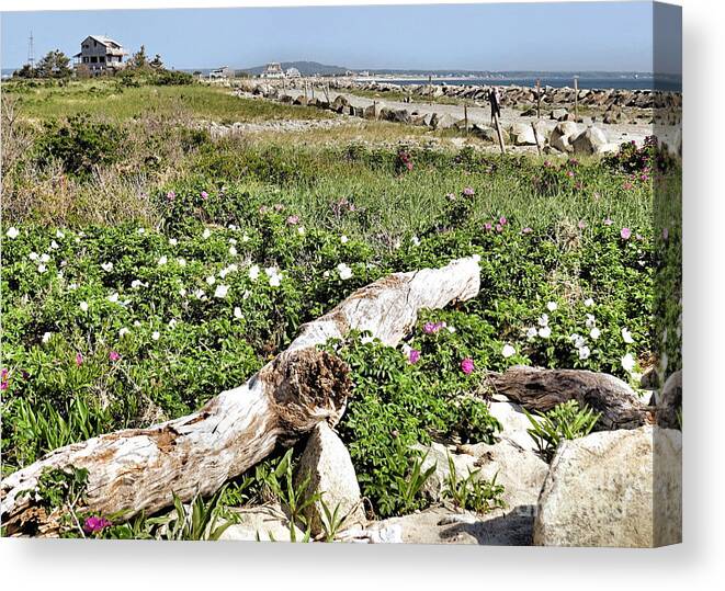 Beaches Canvas Print featuring the photograph Roses and Driftwood by Janice Drew