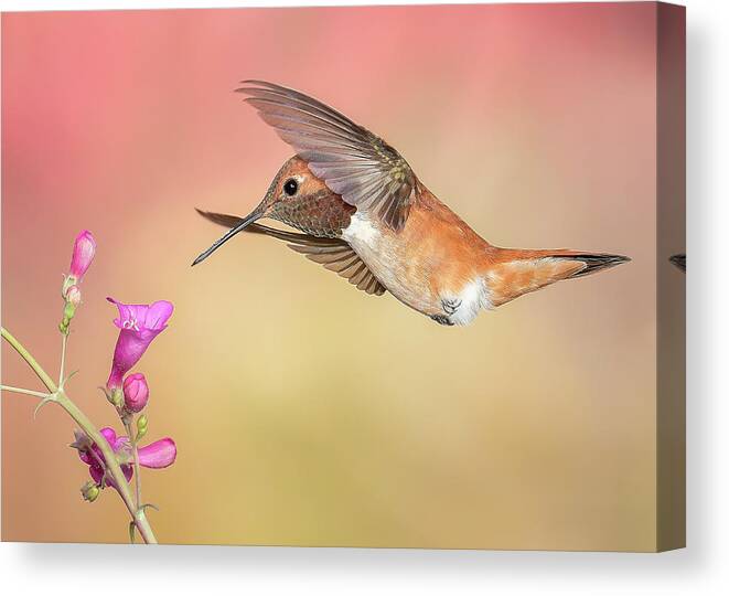 American Southwest Canvas Print featuring the photograph Rufous Hummingbird with Penstemon by James Capo